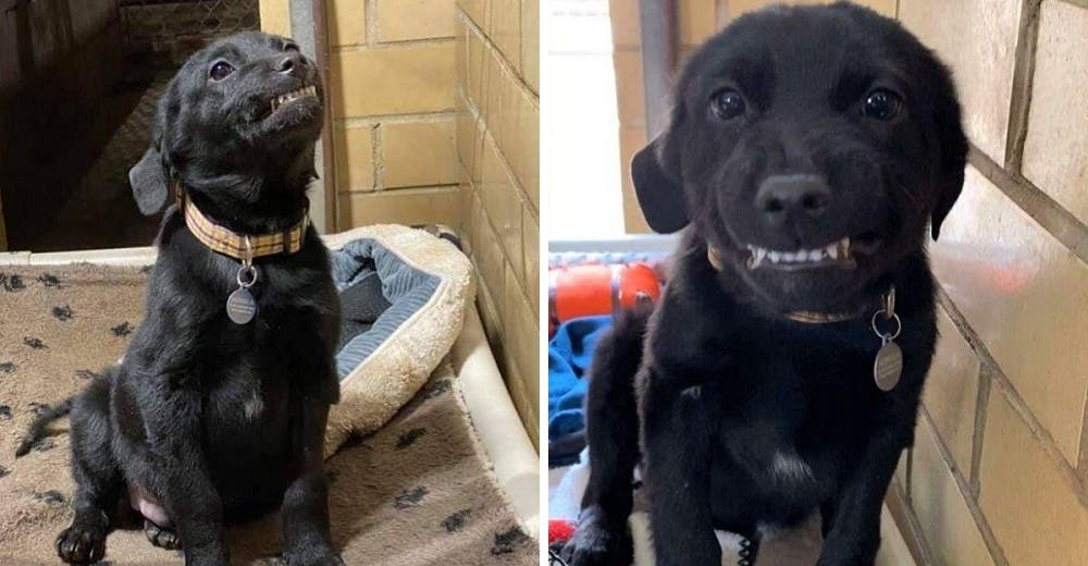 Un perrito sonríe agradeciendo a quienes lo rescataron cuando estaba en una perrera 