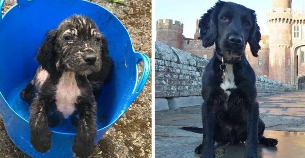 Un cachorrito olvidado entre la basura ahora es un gran rastreador policía