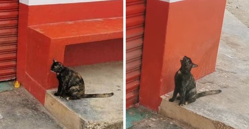 Una gatita que no sabe que su amigo ha muerto maúlla desesperada para que le abra la puerta