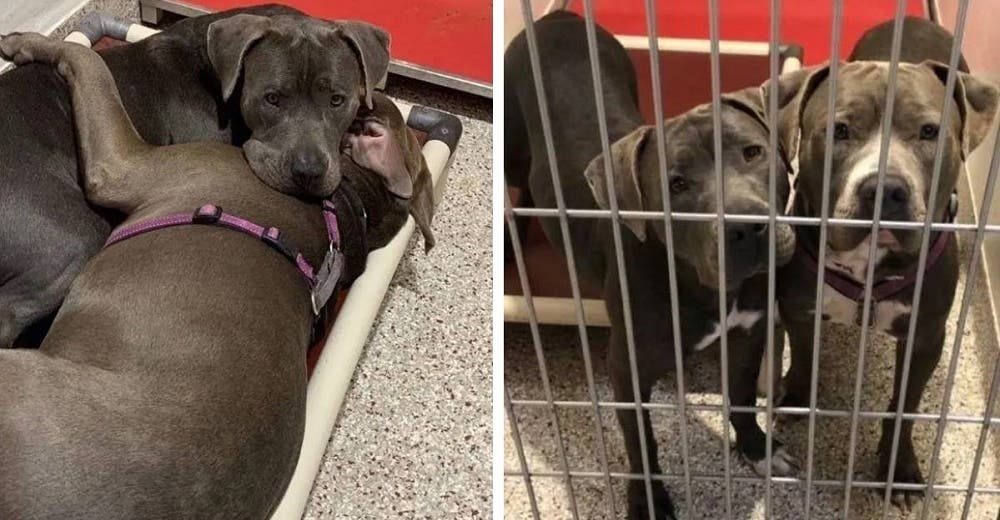 Dos pitbulls se abrazan y se consuelan mientras esperan conseguir un hogar