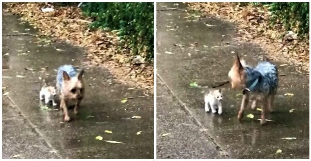 Perrito rescata al gatito callejero que encontró bajó la lluvia y lo invita a irse con él a casa