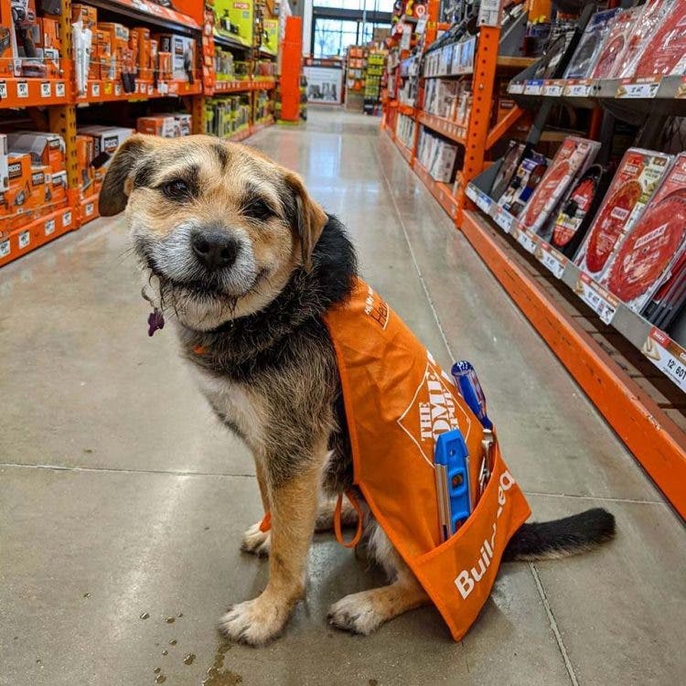 Perrita rescatada se convierte en la más linda empleada