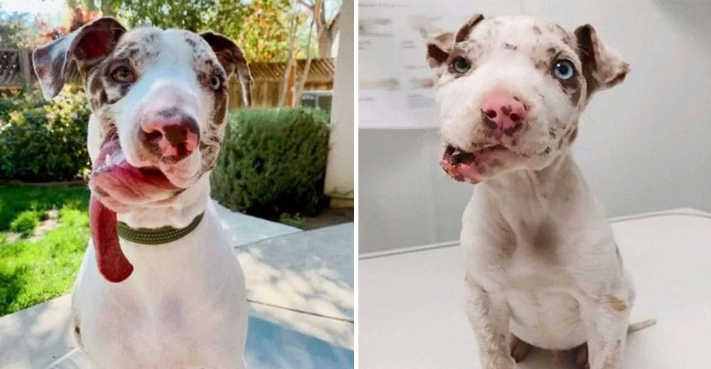 Un perrito con el rostro deforme es rescatado y amado por su familia adoptiva tal y como es