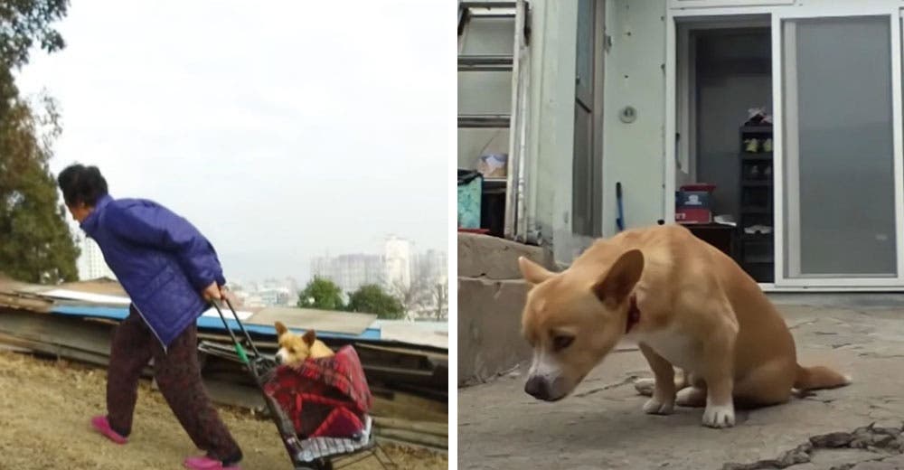 Una abuelita rescató a un perrito paralizado que fue dejado solo entre la basura