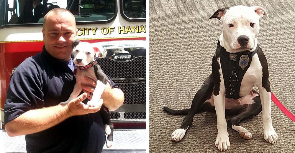 Un bombero adopta al cachorrito que salvó de un incendio y que sus dueños dejaron solo
