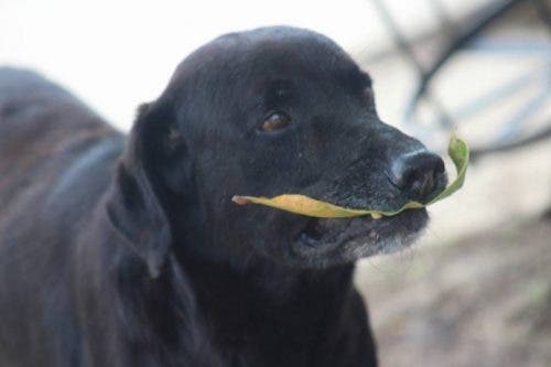 Perro compra bizcochos y paga con hojas de un árbol