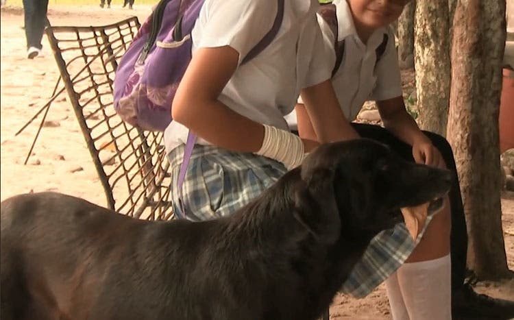 Perro compra bizcochos y paga con hojas de un árbol