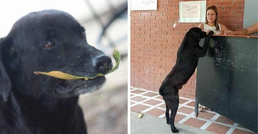 Un perro acude todos los días a comprar bizcochos y paga con hojas de un árbol