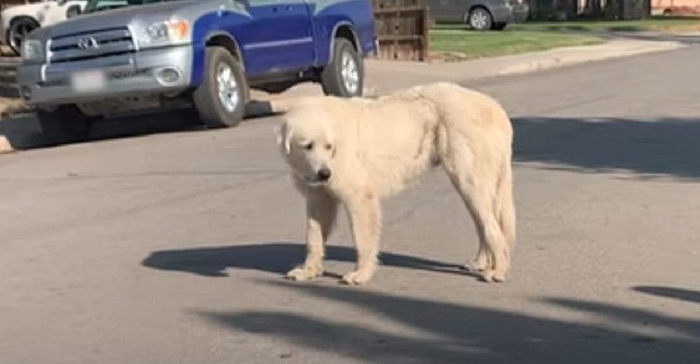 Rescatan al temeroso perro que desde hace un año se negaba a aceptar ayuda