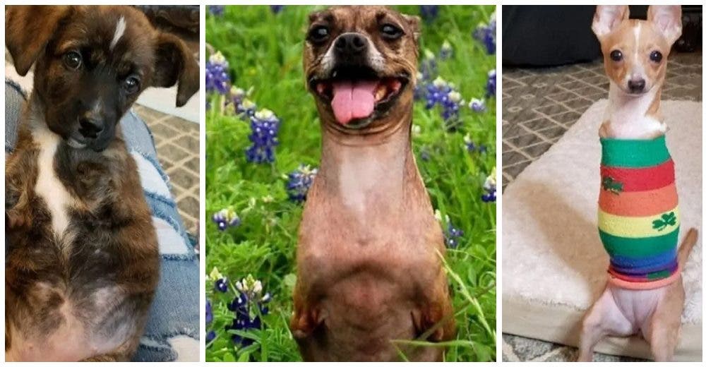 Las 3 perritas sin 2 de sus patas que fueron rescatadas ahora son famosas