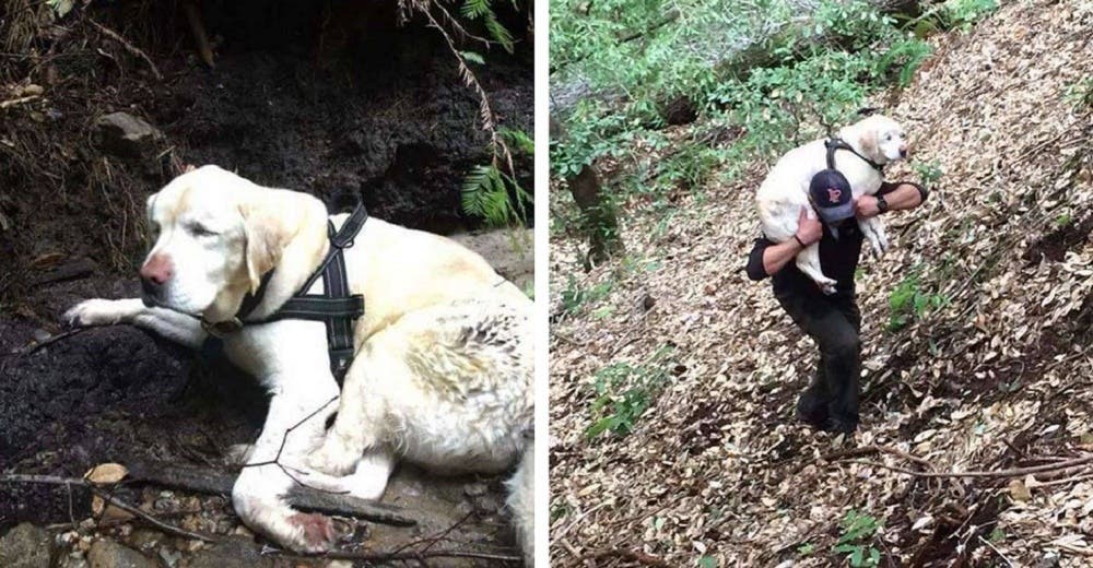 Perrita ciega es rescatada en el bosque después de 8 días desaparecida