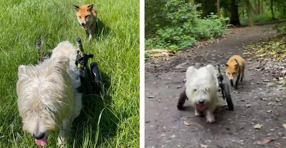 Un perrito en silla de ruedas se convierte en los ojos de una zorrita ciega