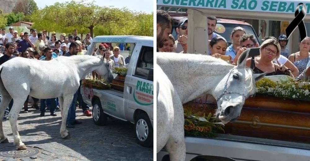 Un caballo acude al funeral de su mejor amigo humano para rendirle un tributo póstumo Un caballo acude al funeral de su mejor amigo humano para rendirle un tributo póstumo