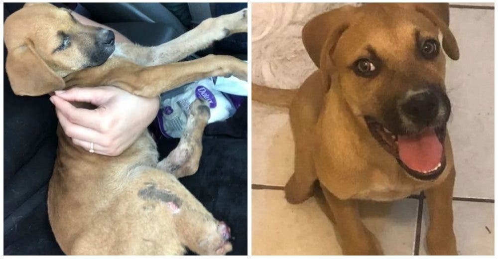 El perrito que perdió la patita y su familia lo rechazó ahora sonríe muy feliz