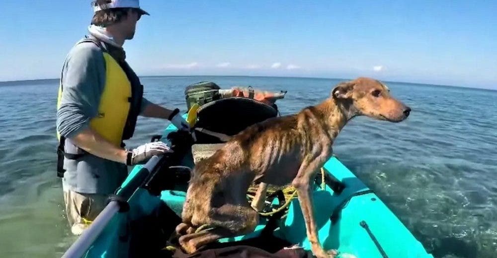 Fotógrafo encuentra a un perrito abandonado en una isla desierta y no duda en rescatarlo