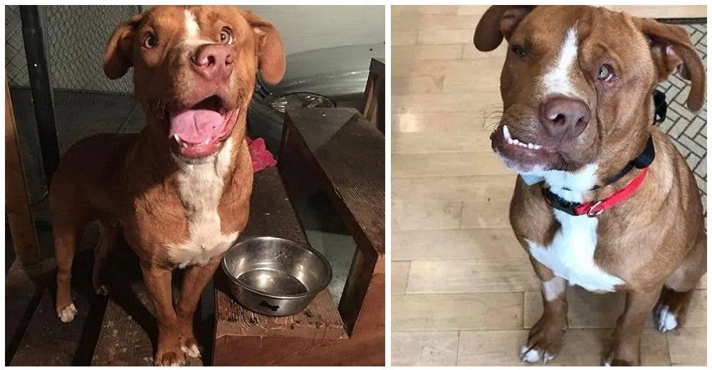 Un perrito rechazado por su rostro diferente encuentra un hogar y conoce la verdadera felicidad