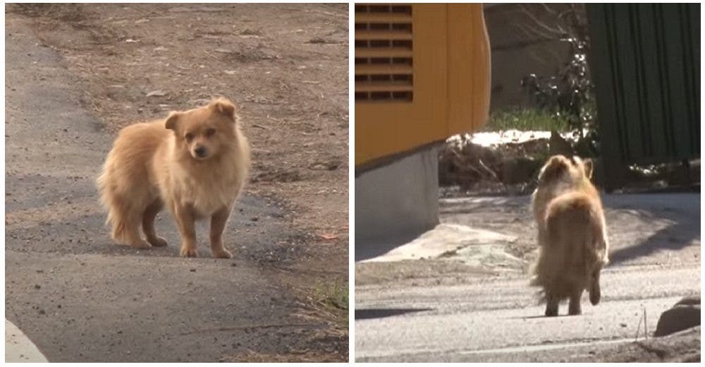 Perrito llora con cada autobús que llega a la estación porque piensa que en él viene su dueña