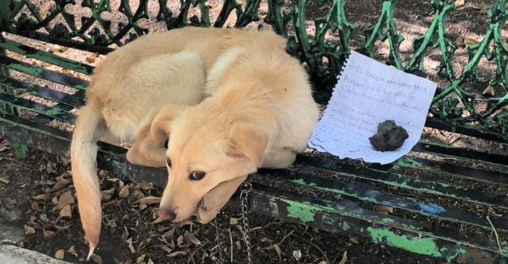 Rescatan al perrito que fue dejado con una nota en un parque pidiendo un buen hogar