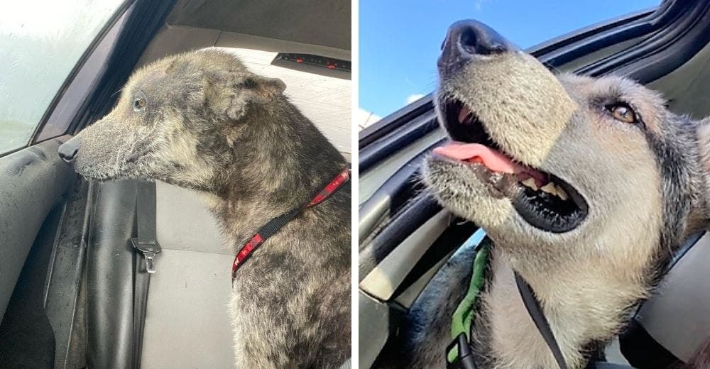 Adoptan al perrito que no podía dormir por temor a la calle y le hacen saber que ya está a salvo