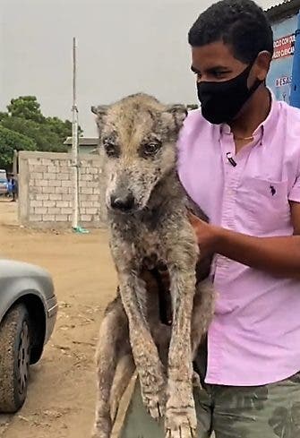 El perrito Buddy no quería dormir porque creía que seguía en la calle