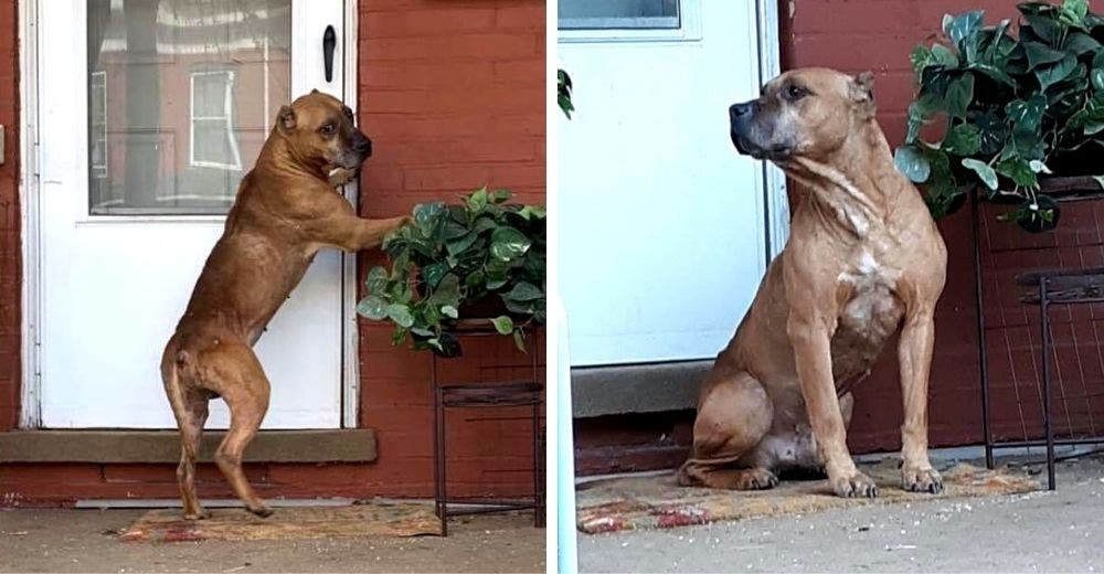 Un perro abandonado en una mudanza espera fuera de la casa durante 2 semanas a su familia