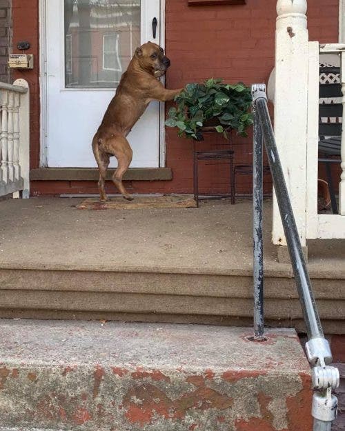 Perro fue olvidado cuando su familia se mudó de casa pero esperó su regreso 