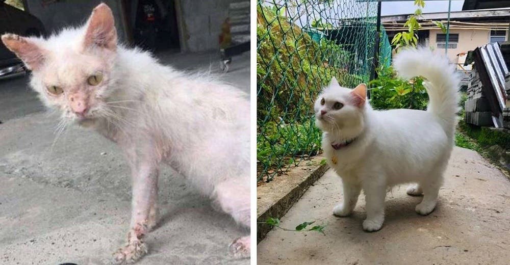 Gatita que había perdido la esperanza de sobrevivir se recupera y queda irreconocible