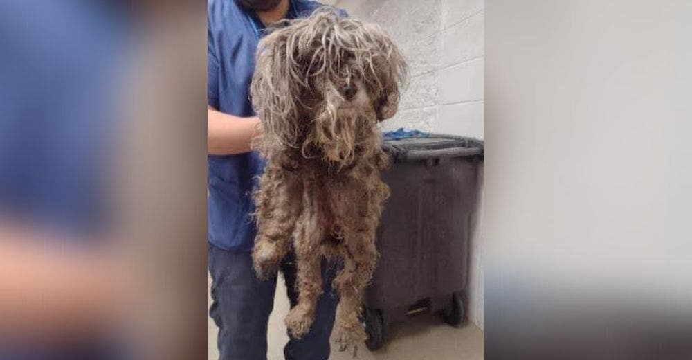 Rescatan a la perrita que perdió la vista y suplicaba ayuda en la entrada de un refugio