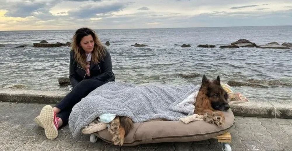 Un perro con parálisis es llevado al mar antes de morir, sus dueños lo dejaron solo