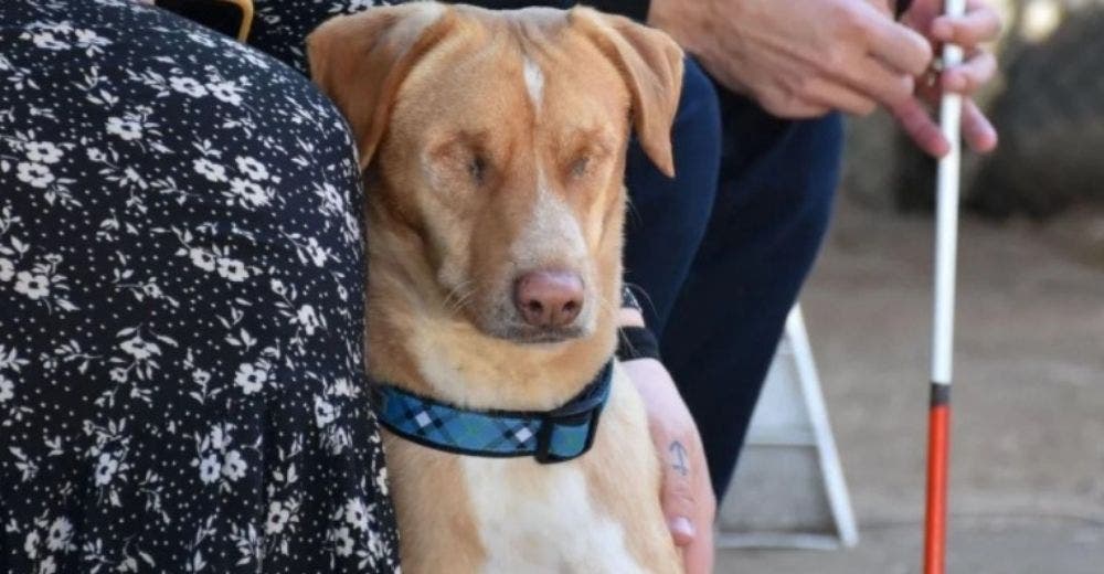 Hombre ciego adopta a un perrito que perdió la vista a causa de la indiferencia de sus dueños