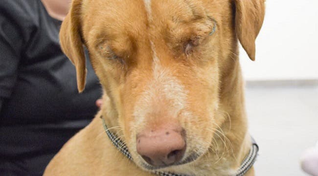 Un hombre ciego adoptó al perrito Louis