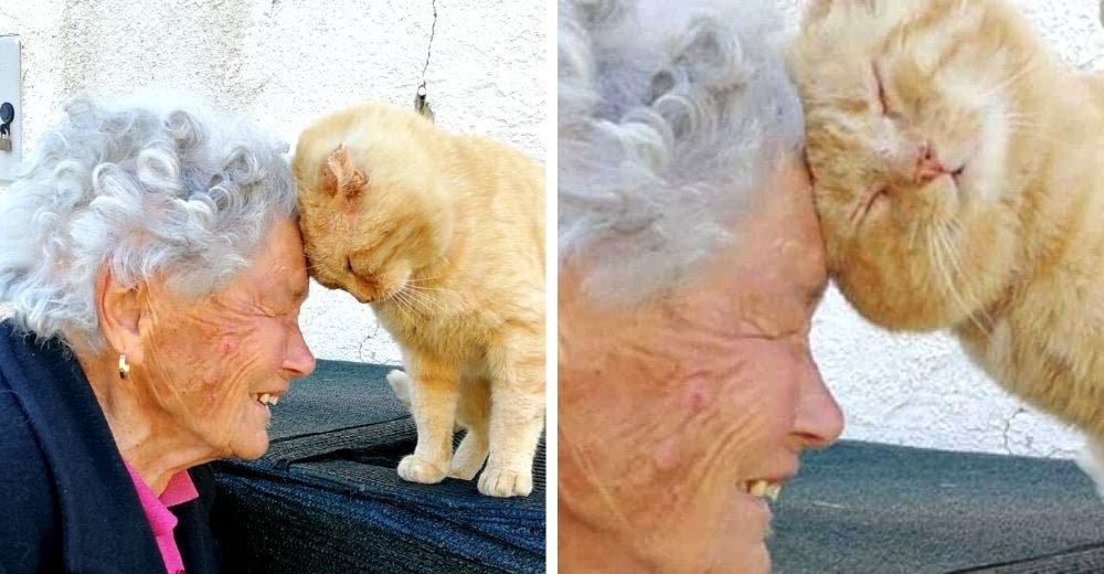 Una anciana se reencuentra con su gatito desaparecido tras 4 años buscándolo