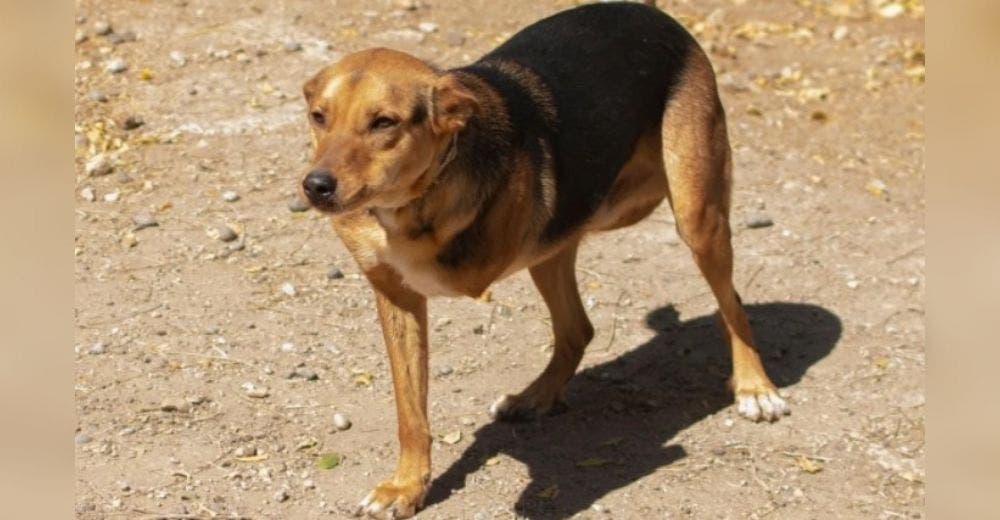 Perrito que perdió una patita tras ser arrojado a un río se recupera y busca de un hogar