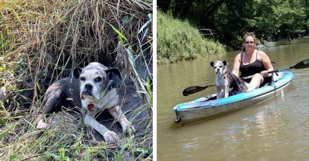 Perrita es rescatada a orilla del río tras huir de los fuegos artificiales