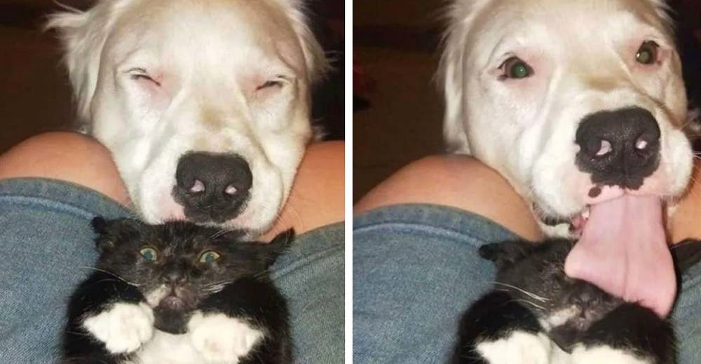 Un perro ciego y sordo ofrece su amor y protección a otros animalitos rescatados