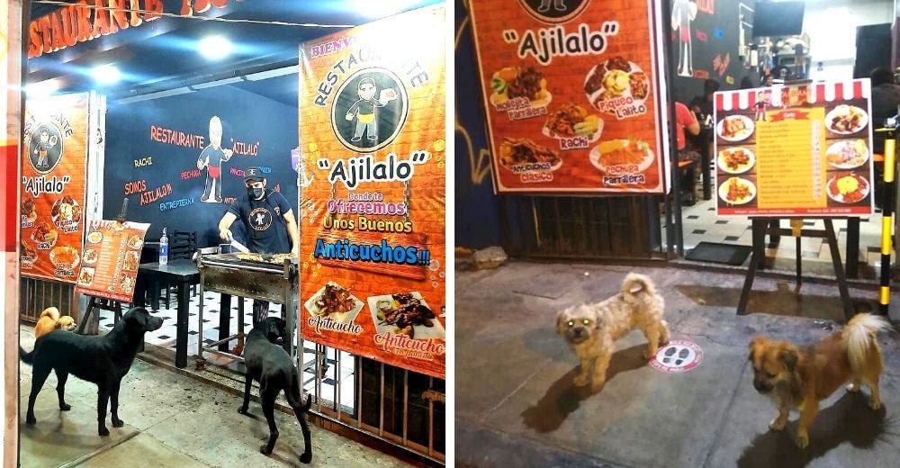 Restaurante hace de los perritos callejeros sus clientes preferidos brindándoles comida y amor