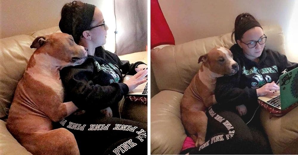 Pitbull con triste pasado agradece a la joven que lo rescató llenándola de abrazos