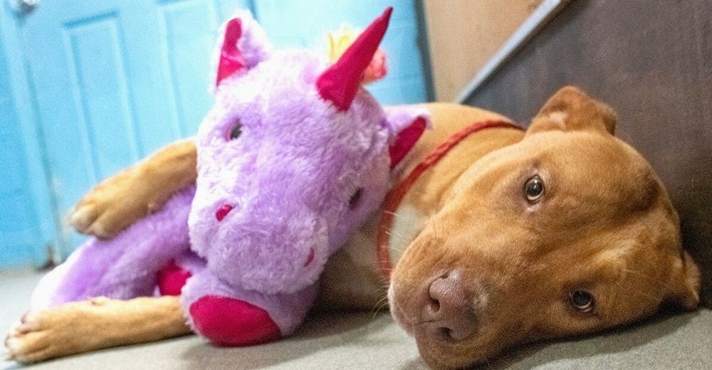 El perrito callejero que fue descubierto intentando robar un unicornio de peluche consigue hogar