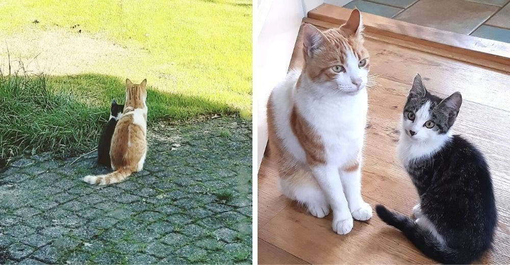 Un gato se hace amigo de un gatito más pequeño y lo lleva a su casa para que lo adopten