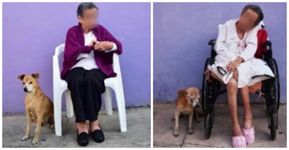 «El hijo más fiel de mamá»: Perrito envejece con su dueña tras 18 años sin despegarse de su lado