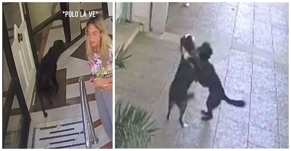 Perrito ve por la ventana pasar a su novia en la calle y su reacción hace suspirar a millones