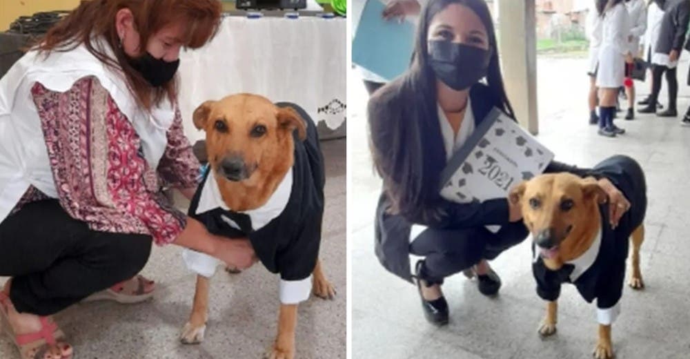 Perrito callejero recibe un premio en la escuela por asistir siempre a las clases