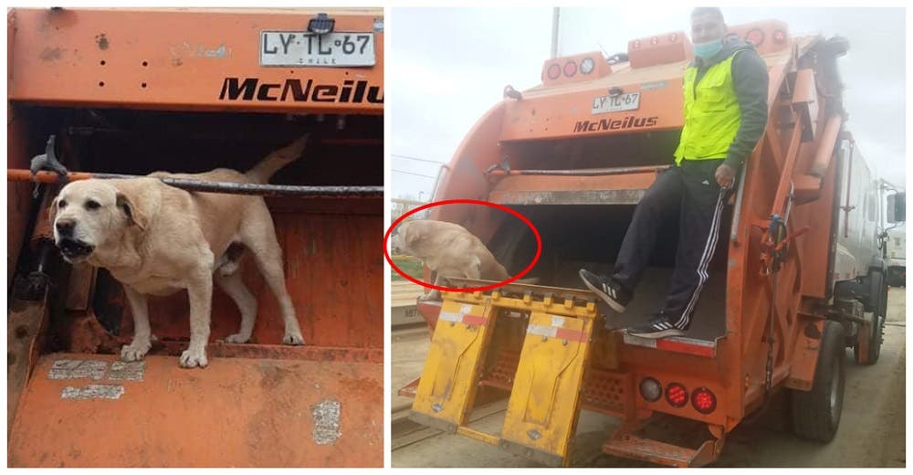 Perrito ‘recolector de basura’ se sube al camión equivocado y termina perdido