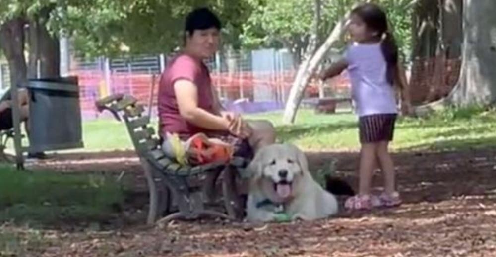 Perro finge ser la mascota de otra familia cada vez que su dueña trata de irse del parque