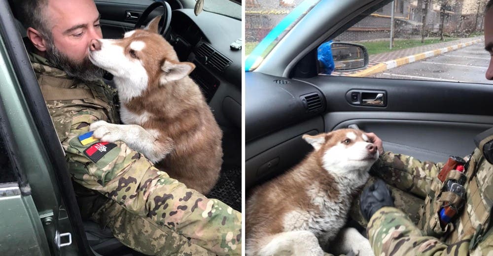 Un soldado acoge a un perro que vagaba triste en las calles y busca a su familia