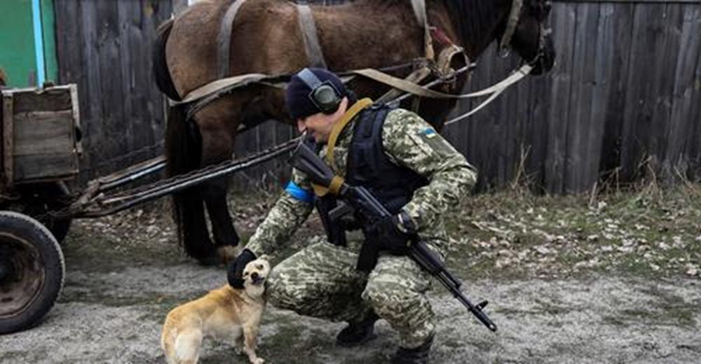 La fidelidad de los perros de Ucrania: se niegan a apartarse de los cuerpos de sus dueños