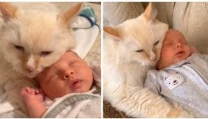 Un gatito simula ser el Â«hermano mayorÂ» del bebÃ© reciÃ©n nacido que llegÃ³ a casa