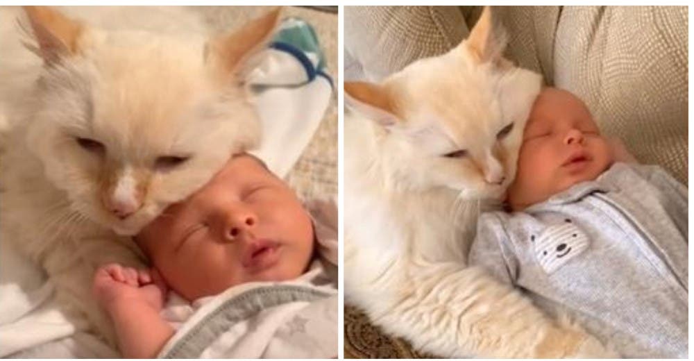Un gatito simula ser el «hermano mayor» del bebé recién nacido que llegó a casa