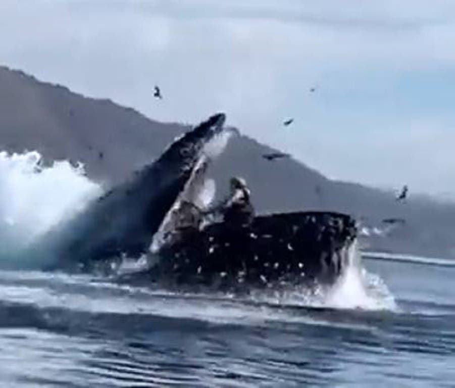 Ballena se traga a dos mujeres de un solo bocado y luego las escupe enteras Ballena se traga a dos mujeres de un solo bocado y luego las escupe enteras
